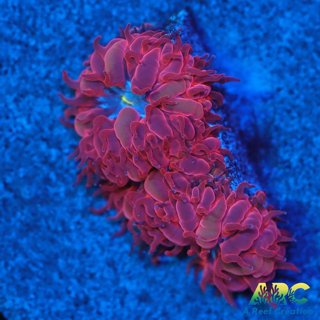 ECC Blue Raven Blasto Merletti