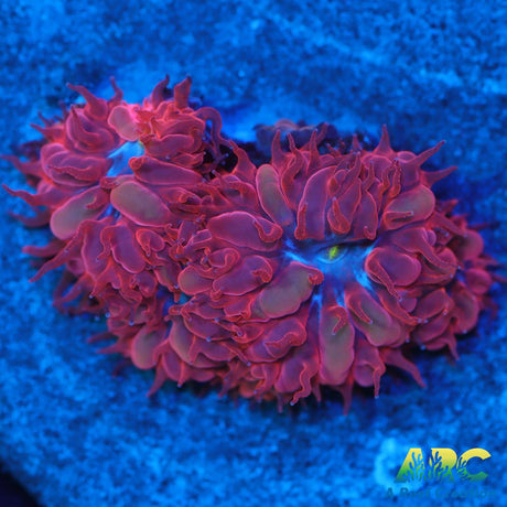 ECC Blue Raven Blasto Merletti