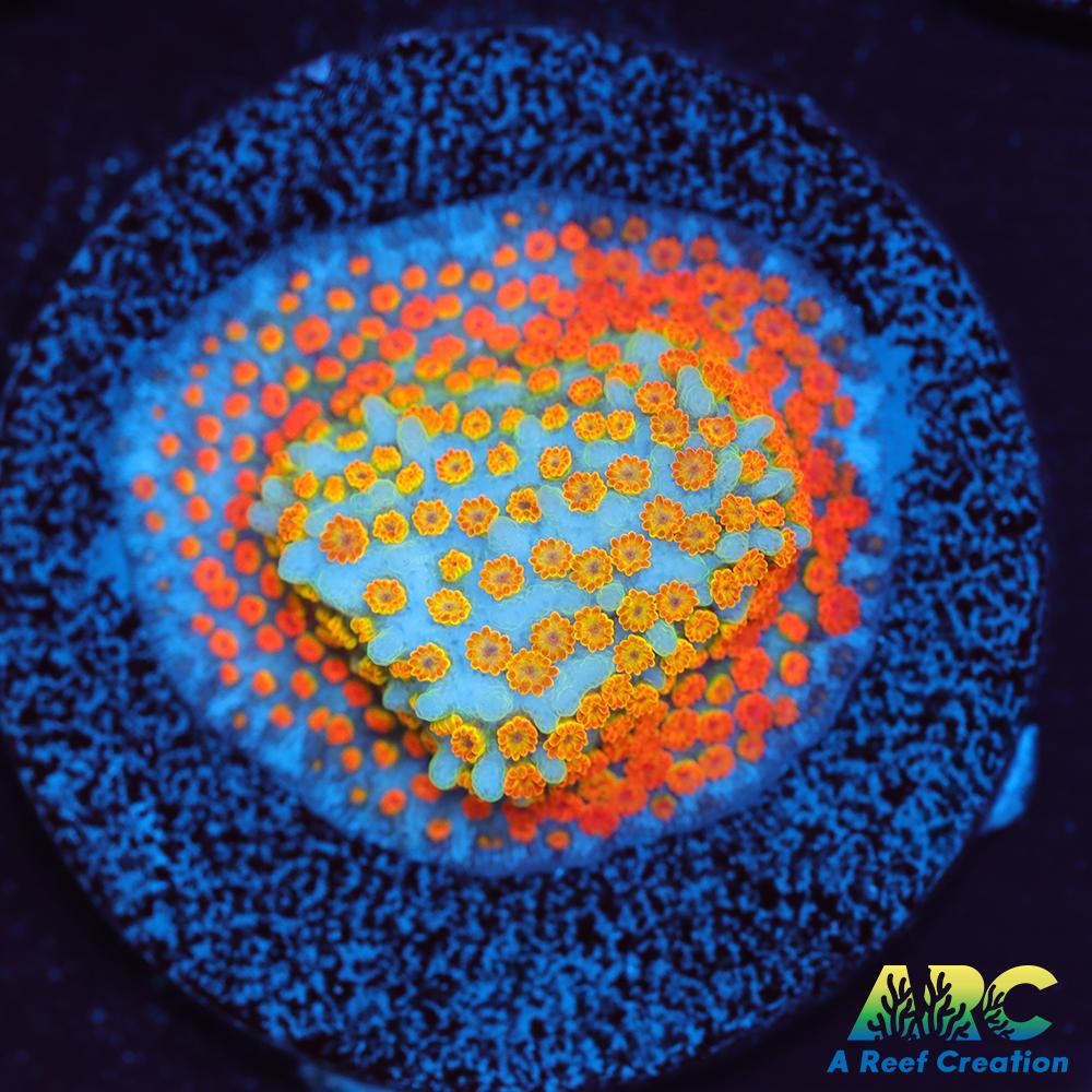 ECC Confused Rainbow Sunset Monti