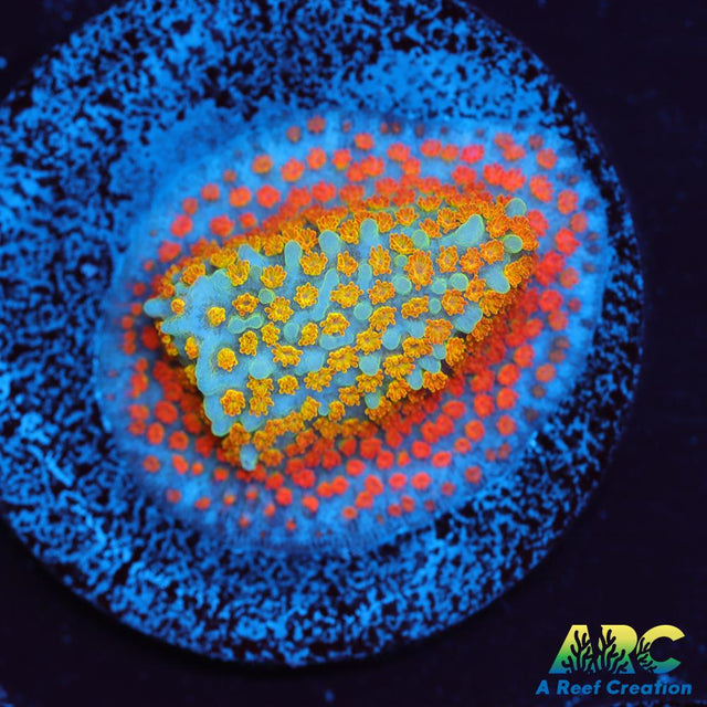 ECC Confused Rainbow Sunset Monti