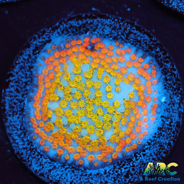 ECC Confused Rainbow Sunset Monti