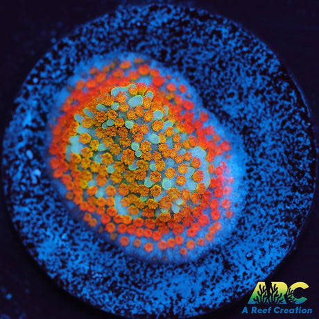 ECC Confused Rainbow Sunset Monti