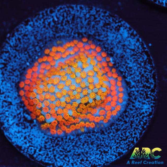 ECC Confused Rainbow Sunset Monti