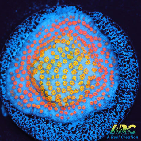 ECC Confused Rainbow Sunset Monti