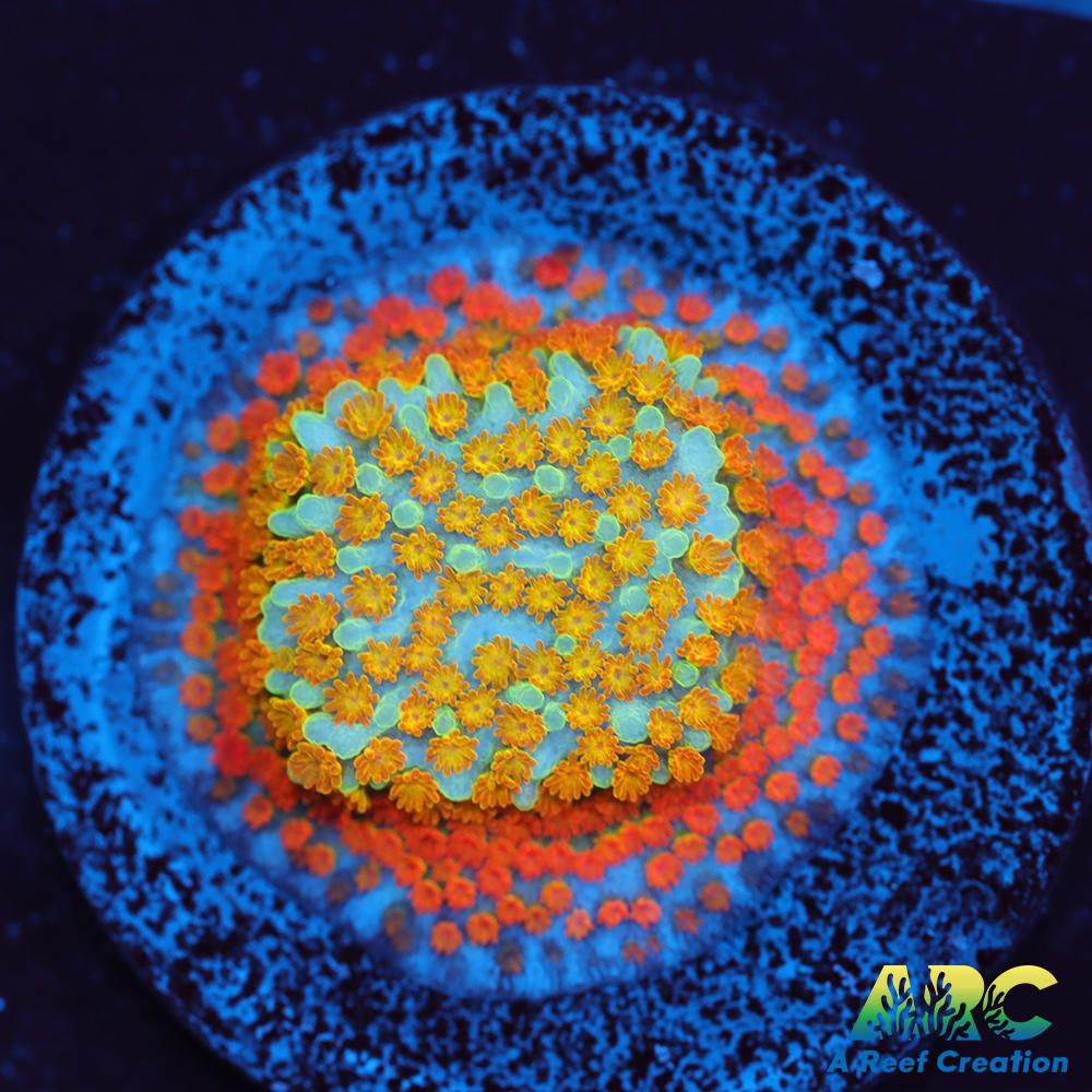 ECC Confused Rainbow Sunset Monti