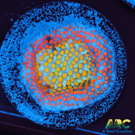 ECC Confused Rainbow Sunset Monti