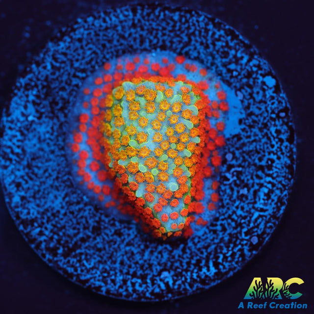 ECC Confused Rainbow Sunset Monti