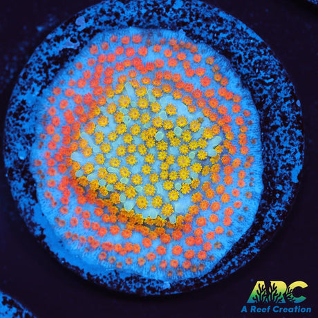 ECC Confused Rainbow Sunset Monti