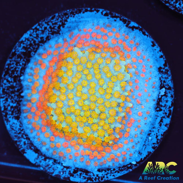 ECC Confused Rainbow Sunset Monti