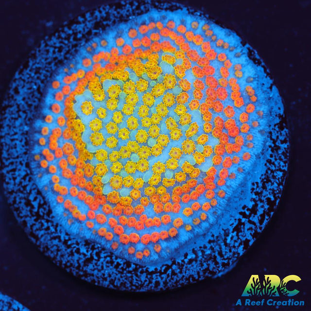 ECC Confused Rainbow Sunset Monti