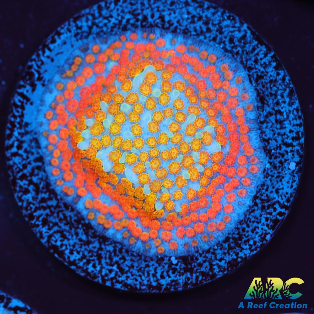 ECC Confused Rainbow Sunset Monti