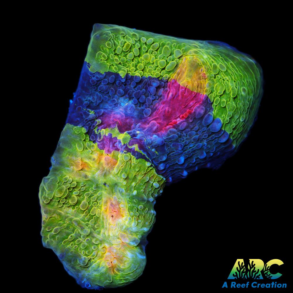 CCA Crayola Meltdown Chalice