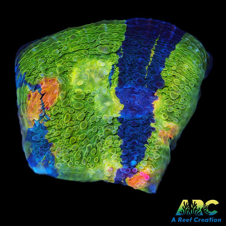 CCA Crayola Meltdown Chalice