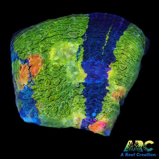 CCA Crayola Meltdown Chalice