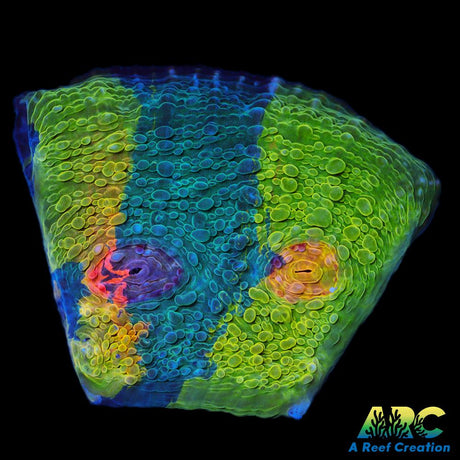 CCA Crayola Meltdown Chalice