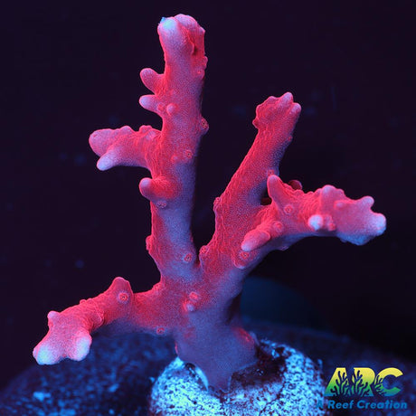 JF TNT Anacropora