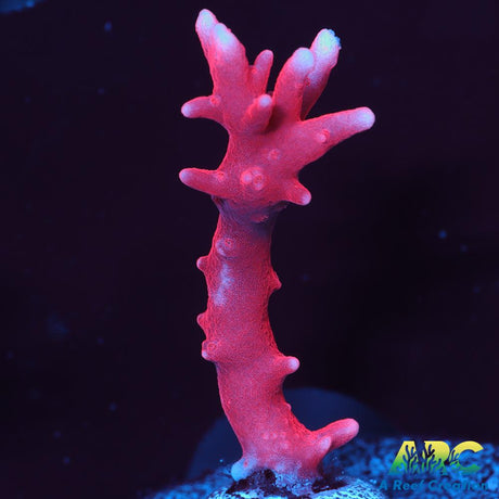 JF TNT Anacropora