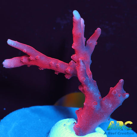 JF TNT Anacropora