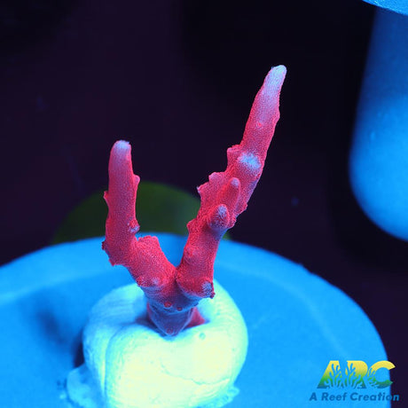 JF TNT Anacropora