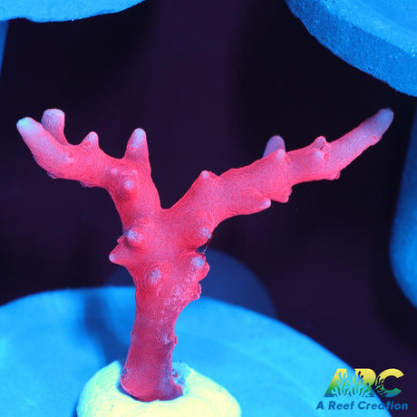 JF TNT Anacropora
