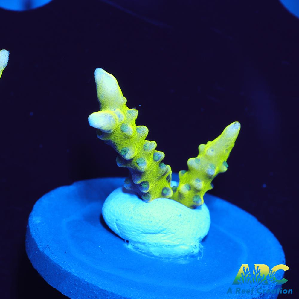 Green Goblin Anacropora