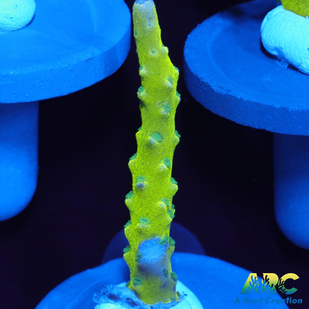 Green Goblin Anacropora