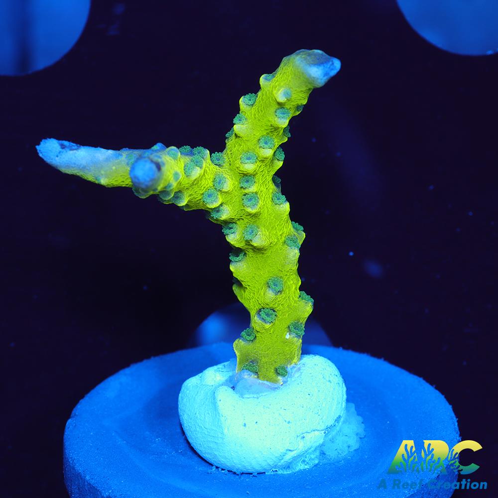 Green Goblin Anacropora