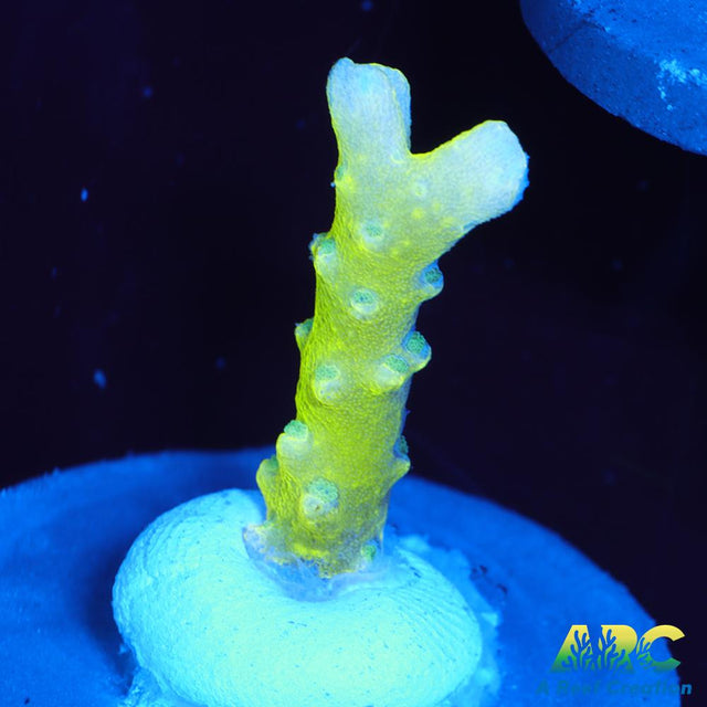 Green Goblin Anacropora