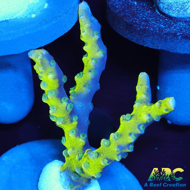 Green Goblin Anacropora