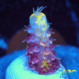 RRC Rainbow Splice