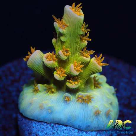 RRC Orange Passion