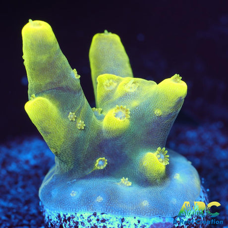 Prat Reef Table
