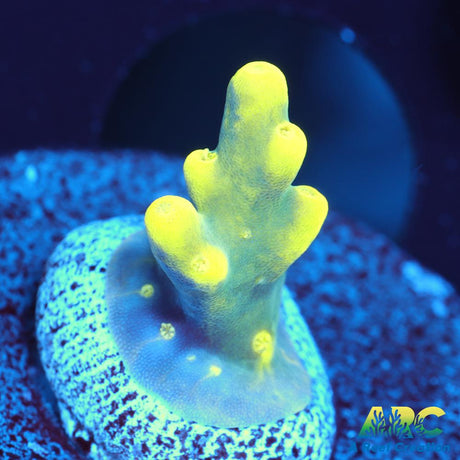 Prat Reef Table