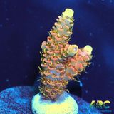 ASD Rainbow Milli