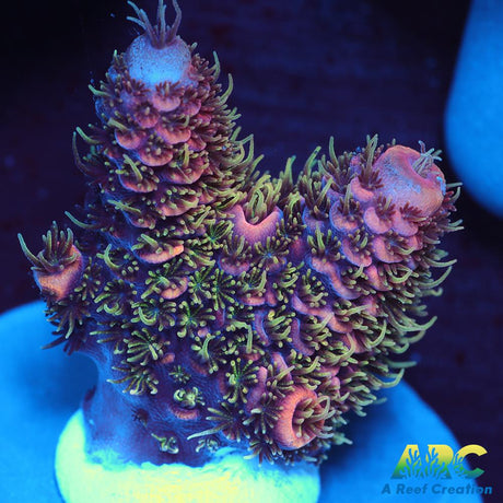 New Release ARC Fuzzy's Revenge