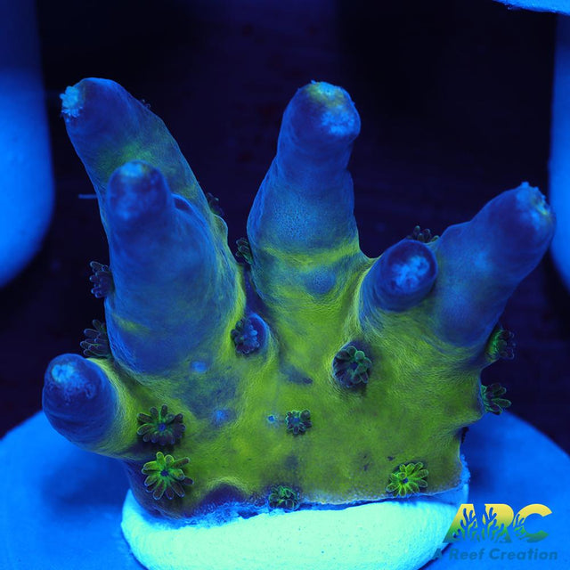 ARC Bullfrogs