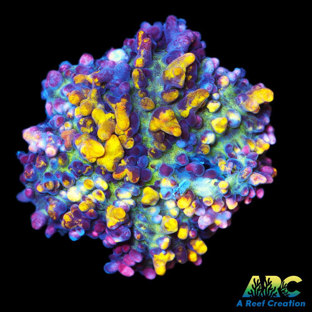 CC Magic Carpet Mushroom
