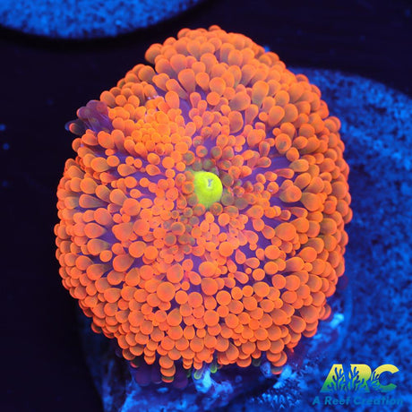 Orange Ricordea Mushroom