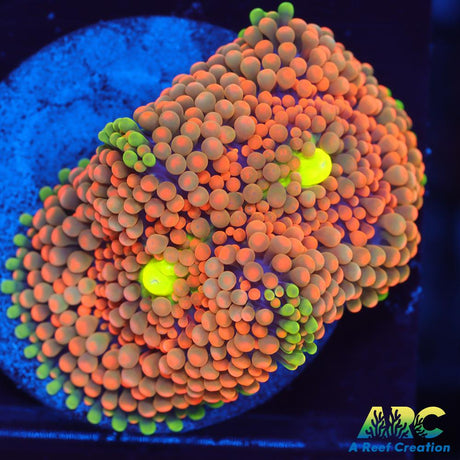 Orange Ricordea Mushroom
