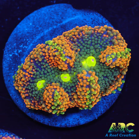 Orange Ricordea Mushroom