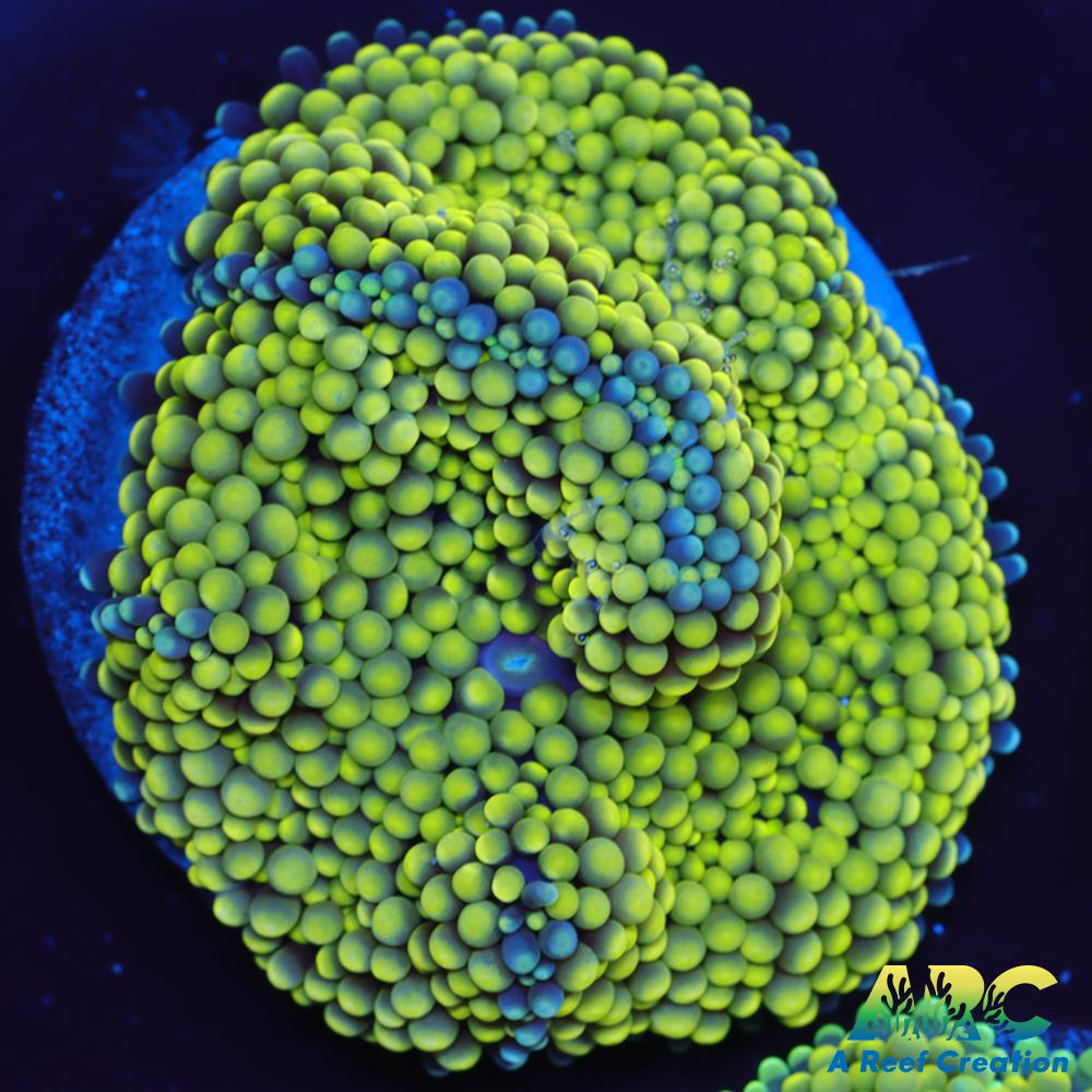 Lemon Lime Ricordea Mushroom