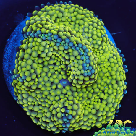 Lemon Lime Ricordea Mushroom