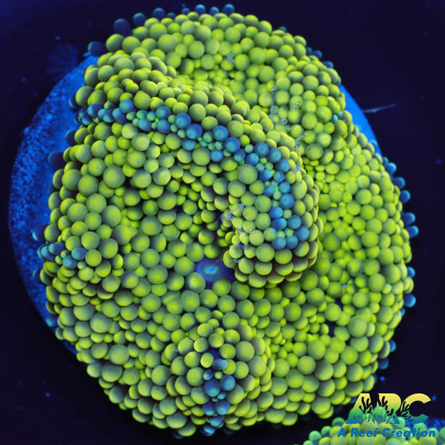 Lemon Lime Ricordea Mushroom