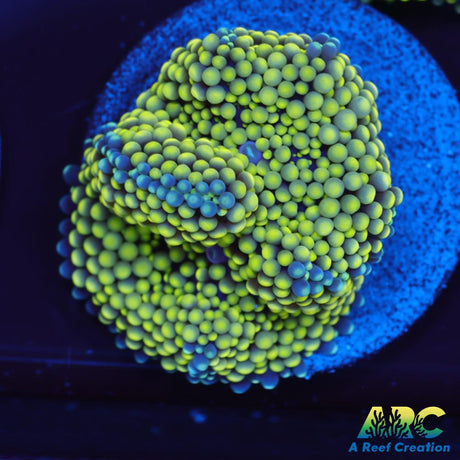 Lemon Lime Ricordea Mushroom