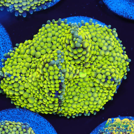 Lemon Lime Ricordea Mushroom