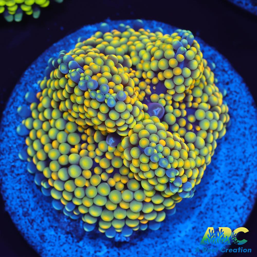 Lemon Lime Ricordea Mushroom