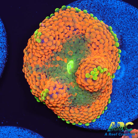 Orange Ricordea Mushroom