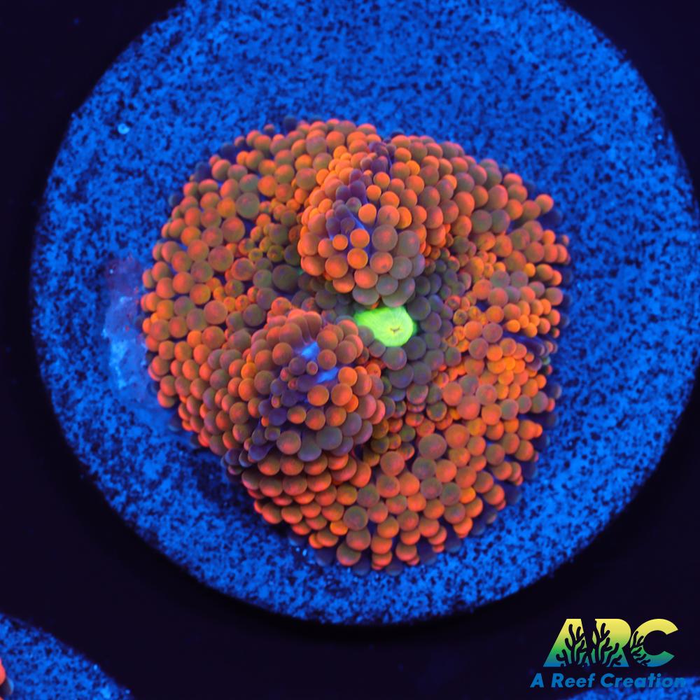 Orange Ricordea Mushroom