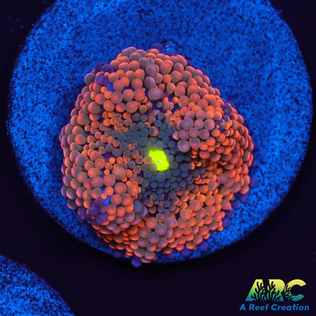 Orange Ricordea Mushroom