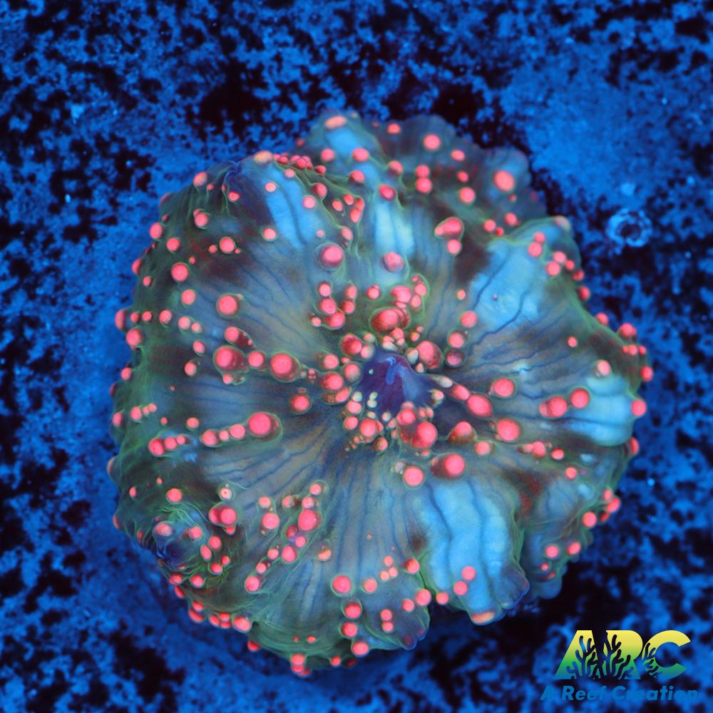 Dragon Lady Bounce Mushroom